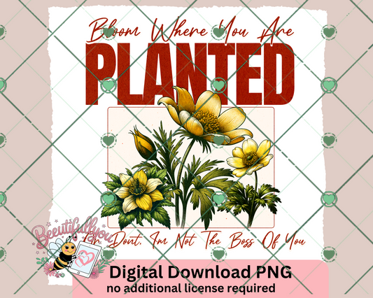 Bloom Where You Are Planted, or dont, Im not the boss of you. PNG download